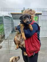 LEXI, Hund, Mischlingshund in Rumänien - Bild 3