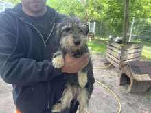 NALA4, Hund, Terrier-Mix in Ungarn - Bild 1