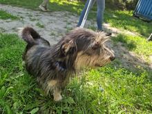 NALA4, Hund, Terrier-Mix in Ungarn - Bild 2