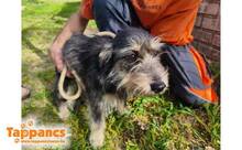 NALA4, Hund, Terrier-Mix in Ungarn - Bild 3