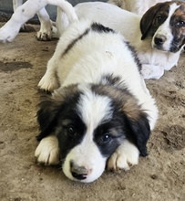 LANDO, Hund, Mischlingshund in Griechenland - Bild 13