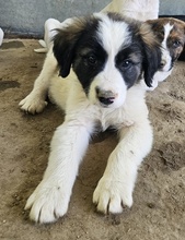 LANDO, Hund, Mischlingshund in Griechenland - Bild 14
