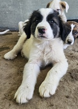 LANDO, Hund, Mischlingshund in Griechenland - Bild 15