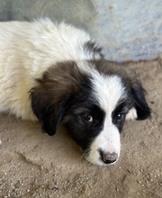 LANDO, Hund, Mischlingshund in Griechenland - Bild 3