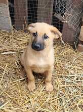 PINA, Hund, Mischlingshund in Rumänien - Bild 1
