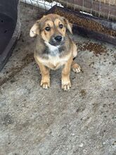 SCHAKIRA, Hund, Mischlingshund in Rumänien - Bild 1