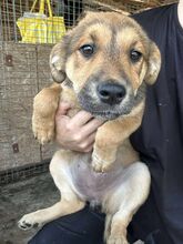SCHAKIRA, Hund, Mischlingshund in Rumänien - Bild 2