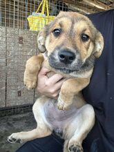 SCHAKIRA, Hund, Mischlingshund in Rumänien - Bild 3