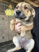 SCHAKIRA, Hund, Mischlingshund in Rumänien - Bild 4
