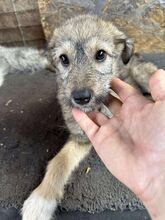 SHY, Hund, Mischlingshund in Rumänien - Bild 1