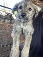 SHY, Hund, Mischlingshund in Rumänien - Bild 2