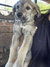 SHY, Hund, Mischlingshund in Rumänien - Bild 3