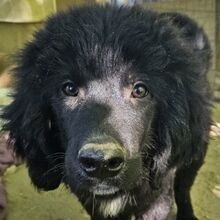 NERO, Hund, Mischlingshund in Griechenland - Bild 1