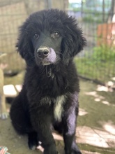 NERO, Hund, Mischlingshund in Griechenland - Bild 10