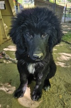 NERO, Hund, Mischlingshund in Griechenland - Bild 11