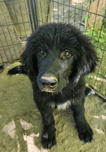 NERO, Hund, Mischlingshund in Griechenland - Bild 12