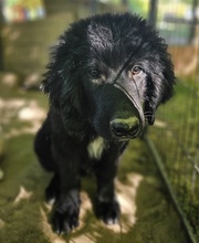 NERO, Hund, Mischlingshund in Griechenland - Bild 13