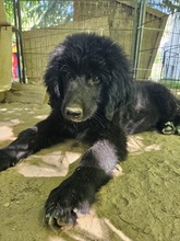 NERO, Hund, Mischlingshund in Griechenland - Bild 14
