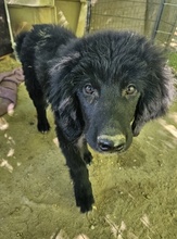 NERO, Hund, Mischlingshund in Griechenland - Bild 15