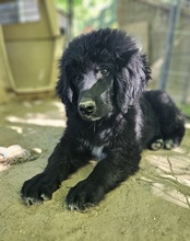 NERO, Hund, Mischlingshund in Griechenland - Bild 16