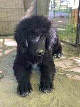 NERO, Hund, Mischlingshund in Griechenland - Bild 17
