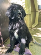 NERO, Hund, Mischlingshund in Griechenland - Bild 18