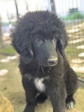 NERO, Hund, Mischlingshund in Griechenland - Bild 19