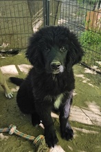 NERO, Hund, Mischlingshund in Griechenland - Bild 2