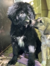 NERO, Hund, Mischlingshund in Griechenland - Bild 20
