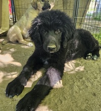 NERO, Hund, Mischlingshund in Griechenland - Bild 3