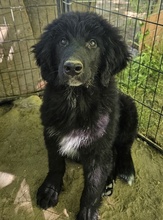 NERO, Hund, Mischlingshund in Griechenland - Bild 4