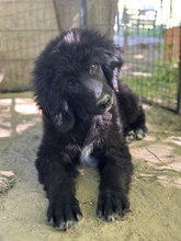 NERO, Hund, Mischlingshund in Griechenland - Bild 5