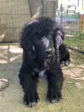 NERO, Hund, Mischlingshund in Griechenland - Bild 6