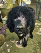 NERO, Hund, Mischlingshund in Griechenland - Bild 7