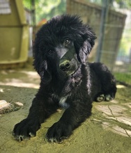 NERO, Hund, Mischlingshund in Griechenland - Bild 8