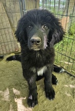 NERO, Hund, Mischlingshund in Griechenland - Bild 9