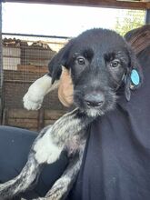 BINE, Hund, Mischlingshund in Rumänien - Bild 2