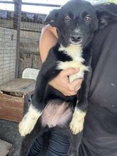 HOPE, Hund, Mischlingshund in Rumänien - Bild 1