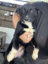 HOPE, Hund, Mischlingshund in Rumänien - Bild 2