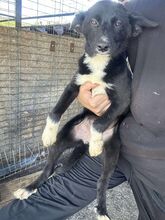 HOPE, Hund, Mischlingshund in Rumänien - Bild 3