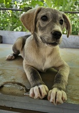 VALO, Hund, Mischlingshund in Griechenland - Bild 11
