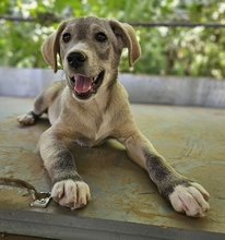VALO, Hund, Mischlingshund in Griechenland - Bild 12