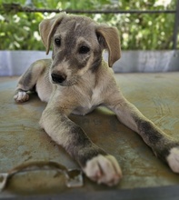 VALO, Hund, Mischlingshund in Griechenland - Bild 13