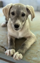 VALO, Hund, Mischlingshund in Griechenland - Bild 2