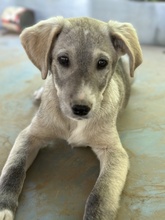 VALO, Hund, Mischlingshund in Griechenland - Bild 4