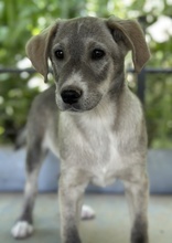VALO, Hund, Mischlingshund in Griechenland - Bild 5