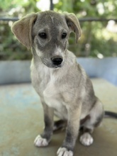 VALO, Hund, Mischlingshund in Griechenland - Bild 7