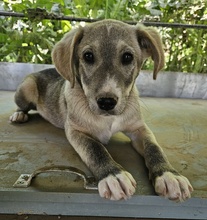 VALO, Hund, Mischlingshund in Griechenland - Bild 8