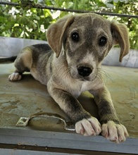 VALO, Hund, Mischlingshund in Griechenland - Bild 9
