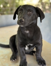 VATY, Hund, Mischlingshund in Griechenland - Bild 11